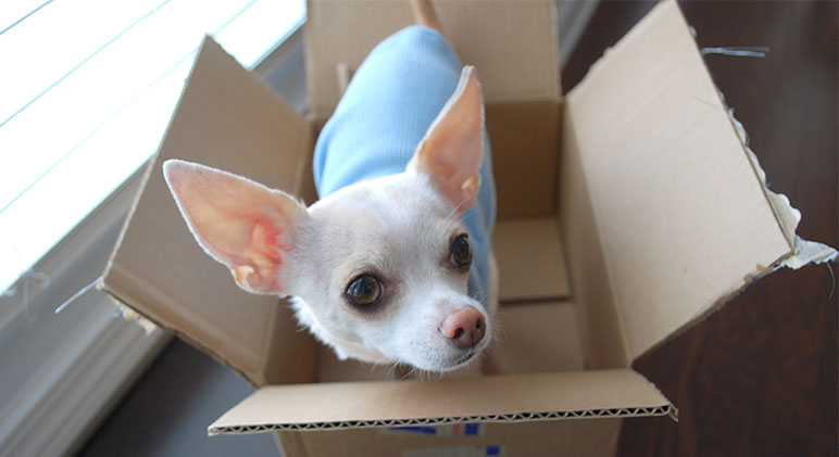 Moving With Dogs