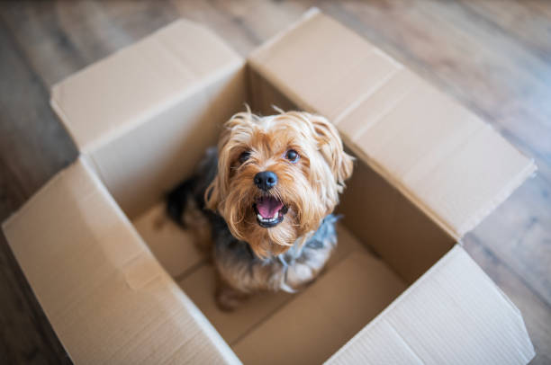 Cute yorkshire terrier in a delivery box. Istockphoto 1415846195 612x612 1