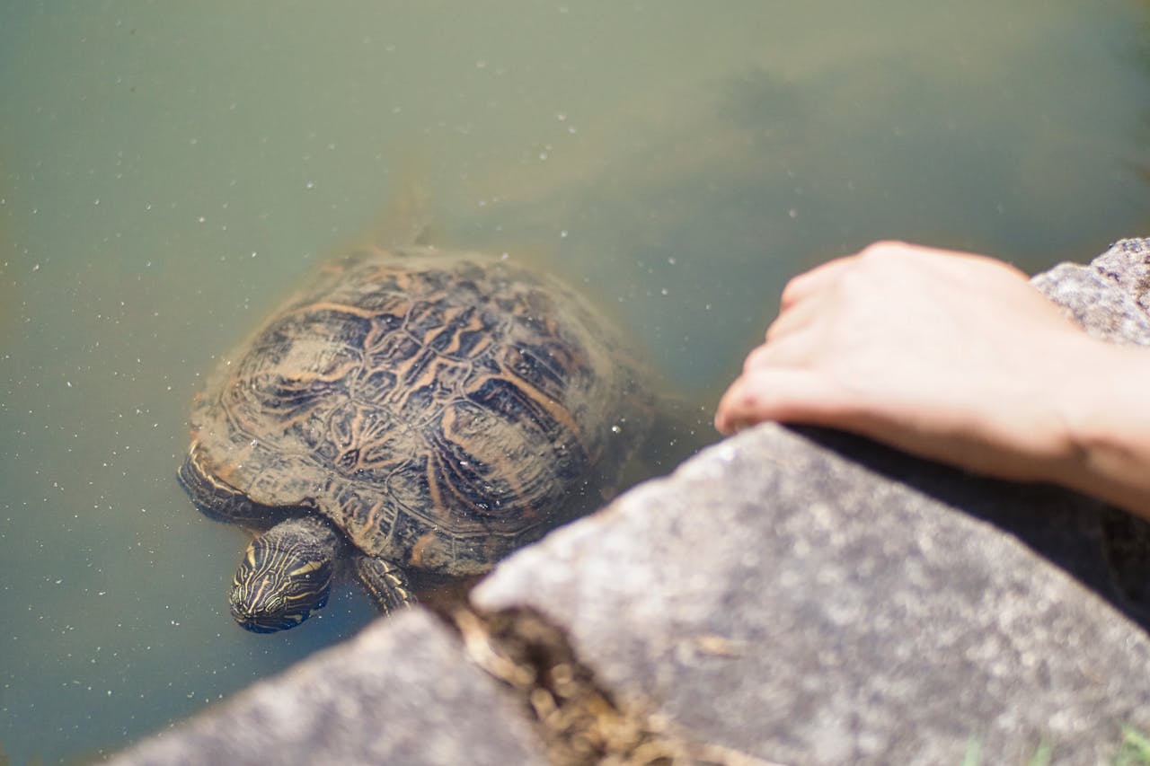 our-services-2 Mr.Turtle